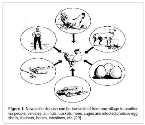 newcastle disease transmission